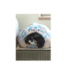 かわスタンプ+（個別スタンプ：10）