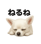 とにかく眠いチワワのラインスタンプ（個別スタンプ：2）