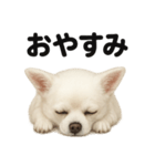 とにかく眠いチワワのラインスタンプ（個別スタンプ：4）