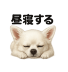 とにかく眠いチワワのラインスタンプ（個別スタンプ：10）