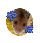 ハムハムスタンプ 第1弾（個別スタンプ：3）