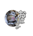 ハムハムスタンプ 第1弾（個別スタンプ：7）