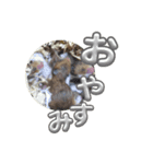 ハムハムスタンプ 第1弾（個別スタンプ：8）