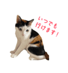 爆裂招き猫 とくたそ（個別スタンプ：1）