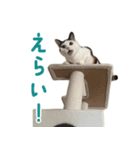 爆裂招き猫 とくたそ（個別スタンプ：2）