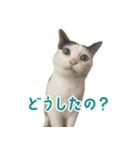 爆裂招き猫 とくたそ（個別スタンプ：3）
