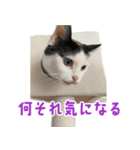 爆裂招き猫 とくたそ（個別スタンプ：4）