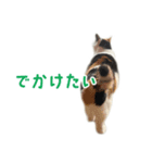爆裂招き猫 とくたそ（個別スタンプ：5）