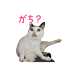 爆裂招き猫 とくたそ（個別スタンプ：7）