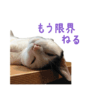 爆裂招き猫 とくたそ（個別スタンプ：8）