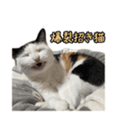 爆裂招き猫 とくたそ（個別スタンプ：9）