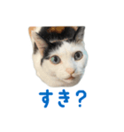 爆裂招き猫 とくたそ（個別スタンプ：10）