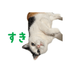 爆裂招き猫 とくたそ（個別スタンプ：11）