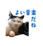 爆裂招き猫 とくたそ（個別スタンプ：12）