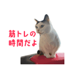 爆裂招き猫 とくたそ（個別スタンプ：13）