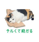 爆裂招き猫 とくたそ（個別スタンプ：15）