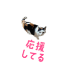 爆裂招き猫 とくたそ（個別スタンプ：16）