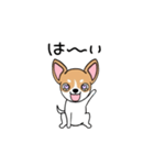 おすわりワンワン！スムースチワワたん！（個別スタンプ：5）