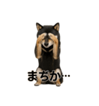 リアル黒芝(日常)（個別スタンプ：12）