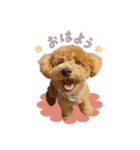 まるぷーのくぅちゃん⋈（個別スタンプ：1）