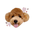 まるぷーのくぅちゃん⋈（個別スタンプ：2）