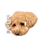 まるぷーのくぅちゃん⋈（個別スタンプ：3）