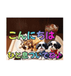 ぼくはシーズーです（個別スタンプ：3）