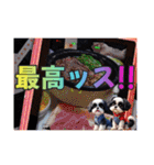 ぼくはシーズーです（個別スタンプ：21）
