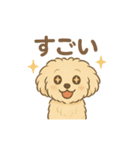 愛犬マルプー茶々丸くん（個別スタンプ：1）