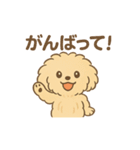 愛犬マルプー茶々丸くん（個別スタンプ：8）