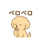 愛犬マルプー茶々丸くん（個別スタンプ：9）
