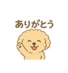 愛犬マルプー茶々丸くん（個別スタンプ：14）