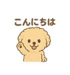 愛犬マルプー茶々丸くん（個別スタンプ：21）