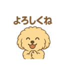 愛犬マルプー茶々丸くん（個別スタンプ：36）