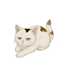 カワイイ猫ちゃん！（個別スタンプ：1）