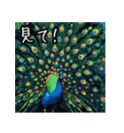 動物と爬虫類で「爬虫類とアニマルズ！」（個別スタンプ：26）