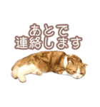 ちまきのすたんぷ①（個別スタンプ：4）