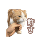 ちまきのすたんぷ①（個別スタンプ：6）