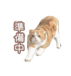ちまきのすたんぷ①（個別スタンプ：10）