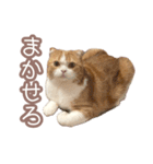 ちまきのすたんぷ①（個別スタンプ：11）