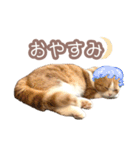 ちまきのすたんぷ①（個別スタンプ：12）