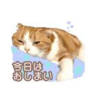 ちまきのすたんぷ①（個別スタンプ：13）