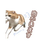 ちまきのすたんぷ①（個別スタンプ：15）