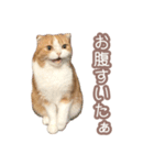 ちまきのすたんぷ①（個別スタンプ：16）