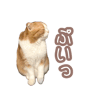 ちまきのすたんぷ①（個別スタンプ：18）