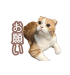 ちまきのすたんぷ①（個別スタンプ：20）