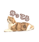 ちまきのすたんぷ①（個別スタンプ：23）
