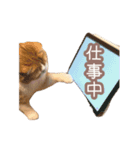 ちまきのすたんぷ①（個別スタンプ：24）