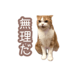ちまきのすたんぷ①（個別スタンプ：25）