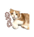 ちまきのすたんぷ①（個別スタンプ：31）